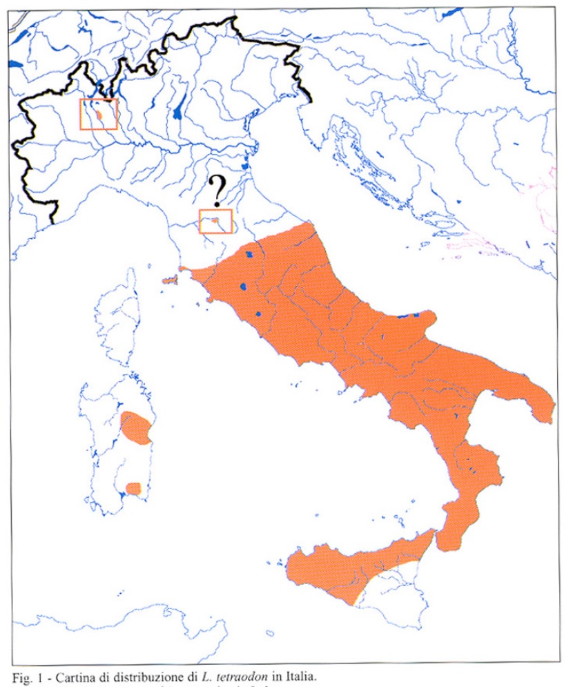 Lucanidae: cervus o tetraodon? femmina di L. cervus